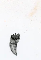 Tooth {Fay-erie Dust}